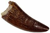Serrated, Theropod (Deltadromeus?) Pre-Max Tooth - Morocco #341241-1